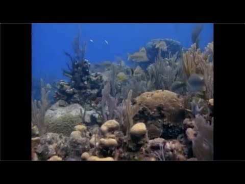 Gwen and Zoey's Adventures of Really Wild Animals (Episode 15; Part 2)