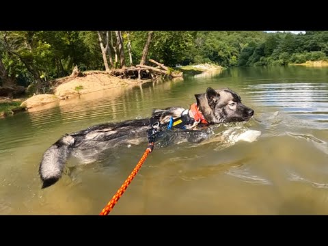 Will My Husky Go Swimming in a River?