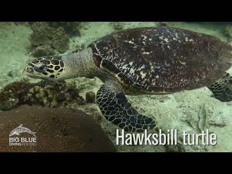 Vida Marinha, você pode esperar ver mergulho nos locais de mergulho de Koh Tao