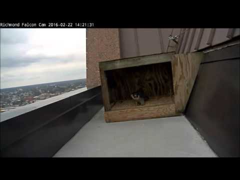 Richmond Peregrine Falcons: Activity has resumed at the nest box.
