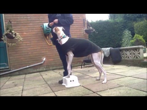 Have a Good Dog video.