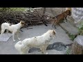 Siblings Fight Eating Raw Chicken Feet Noodles White Pup Plays With Bone Mountain Village Anime Uk
