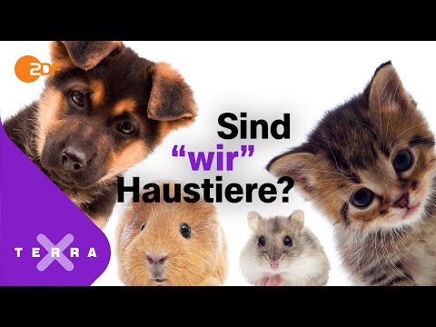 Wann ist ein Tier ein Haustier? | Terra X plus