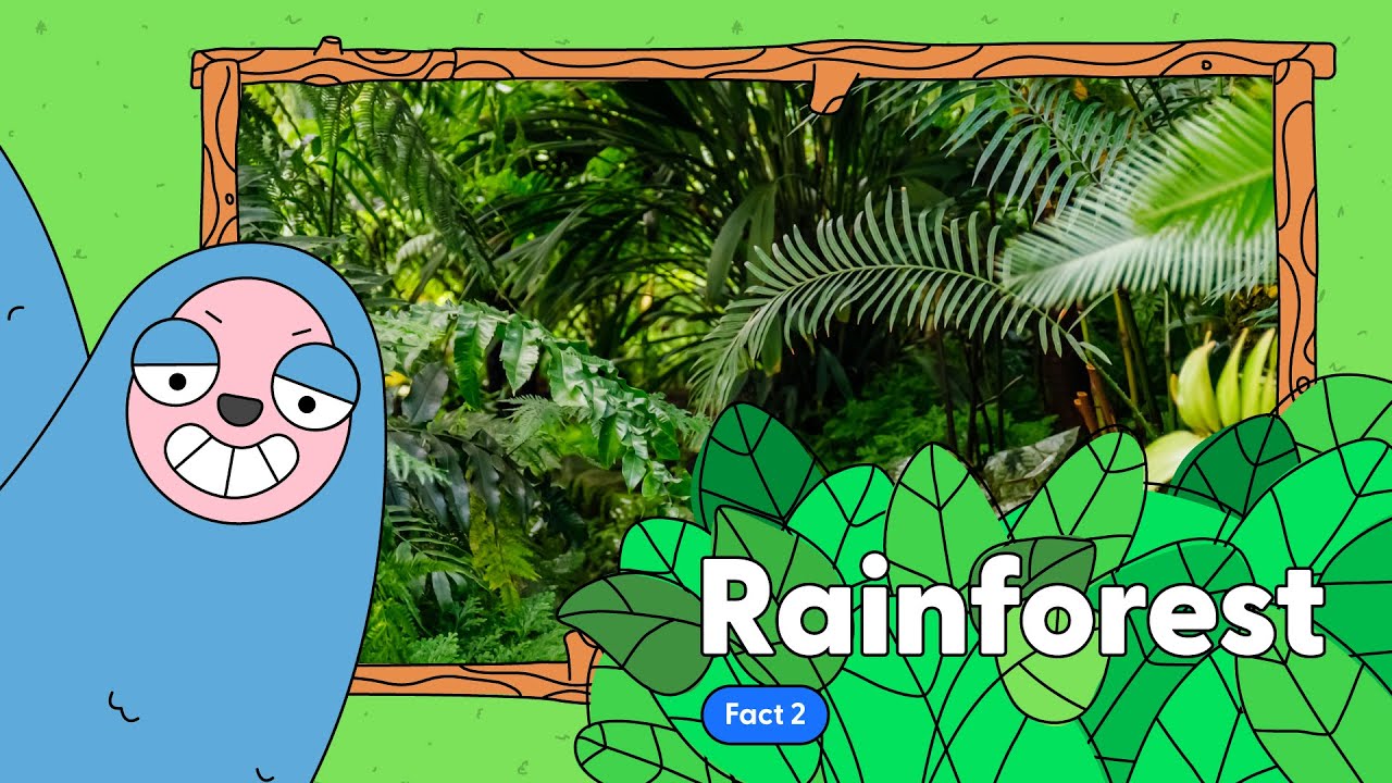 Amazon Rainforest Fact 2