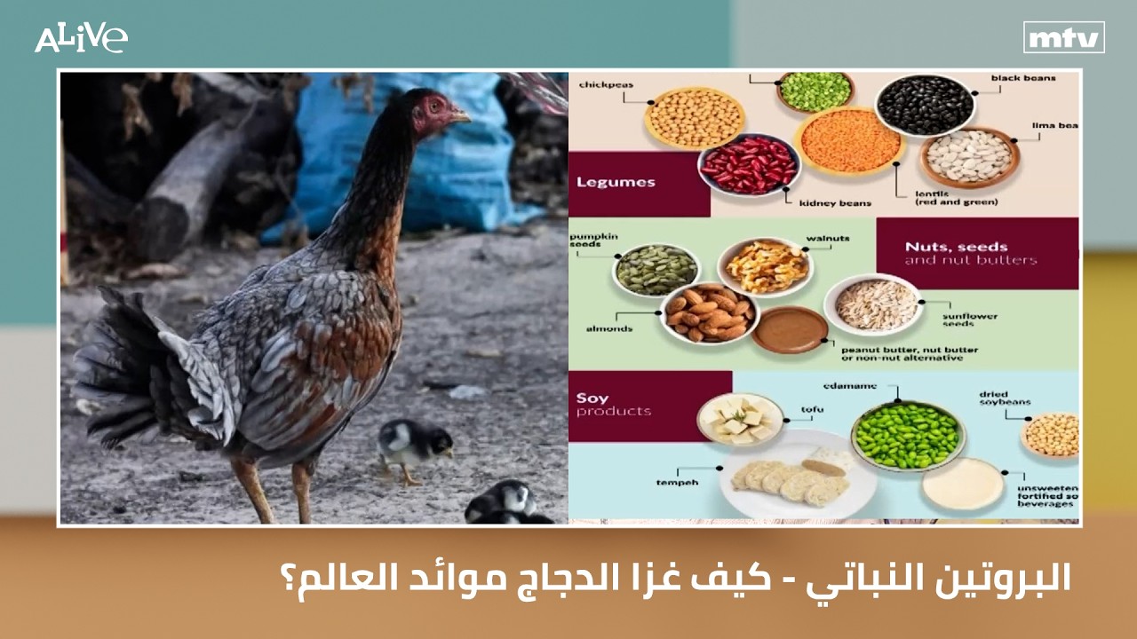 البروتين النباتي - كيف غزا الدجاج موائد العالم؟