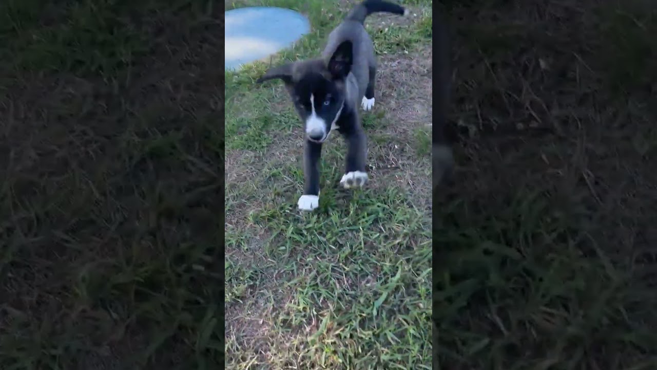 Enlarge Blizzard, a ADOPTABLE Mixed Breed in Minneapolis, MN video 6/6