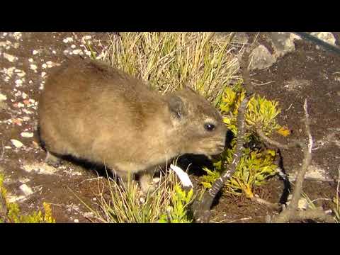 The most common mammal on Table Mountain Cape Town, the dassie