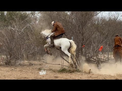 pega de Boi do Buqueirão 2025