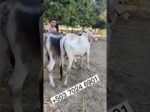 novilla y torito disponibles en Ctón piedra azul, San Rafael Oriente 15/04/2026