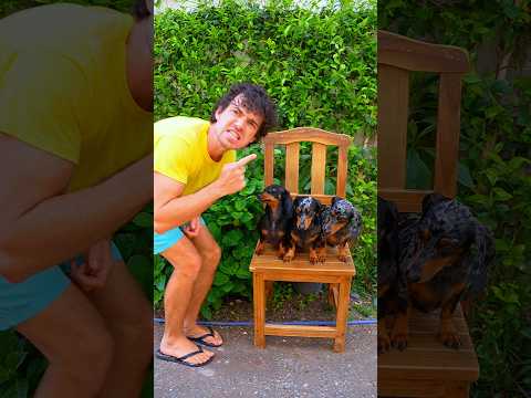Los perritos quieren ayudar 🥹😭🐶 #perrosalchicha