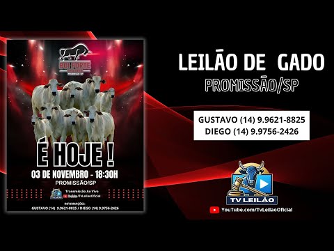 BOI FORTE LEILÕES AO VIVO - PROMISSÃO - SP | LEILÃO DE GADO | 03/11/2025