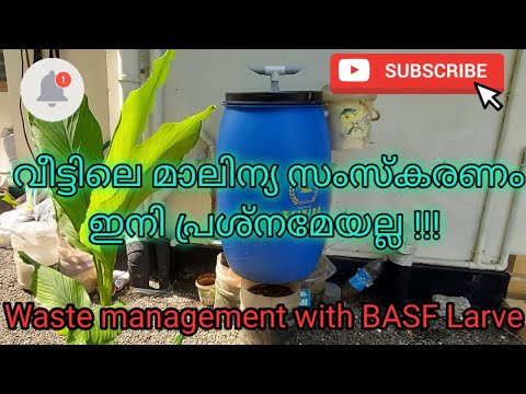 BSF Larvae production bin to compost the kitchen waste and make proteinaceous poultry or Fish seeds