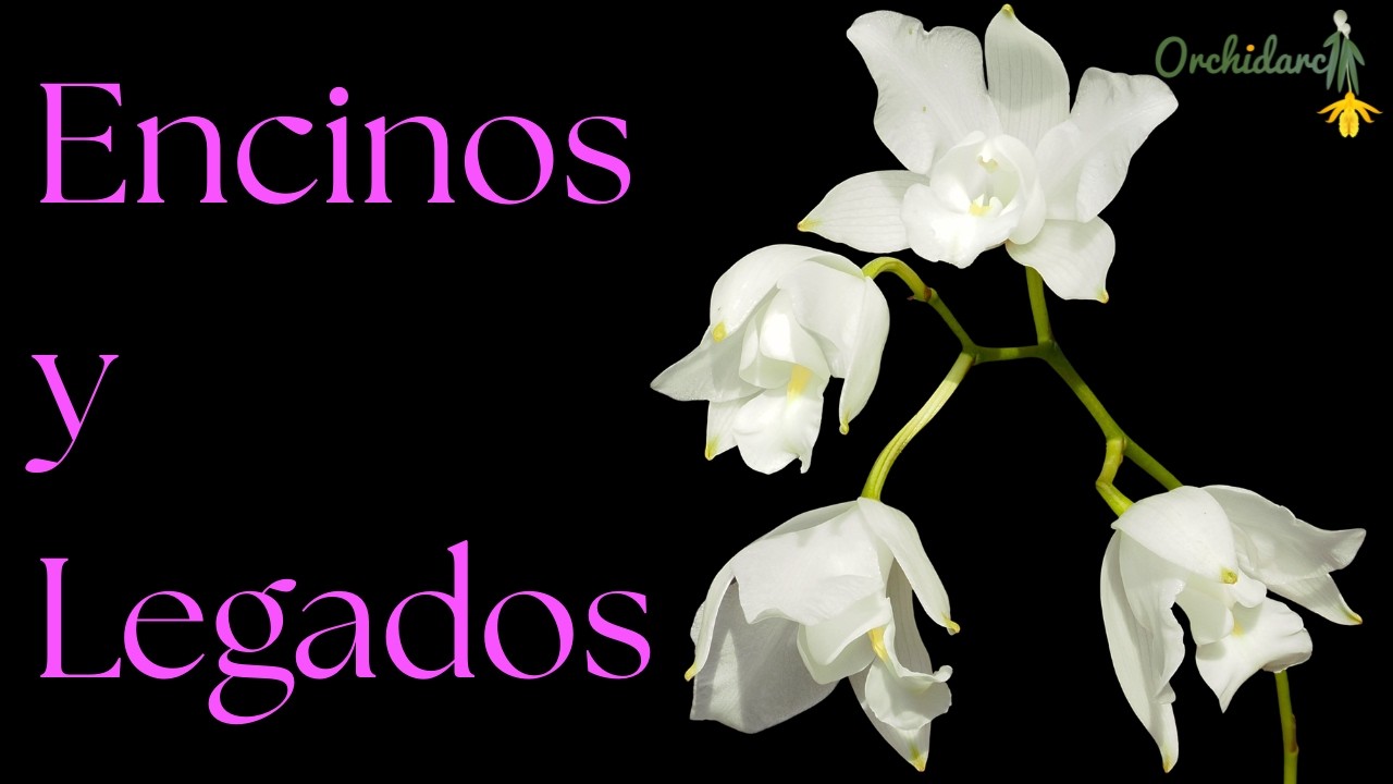 Encinos y Legados