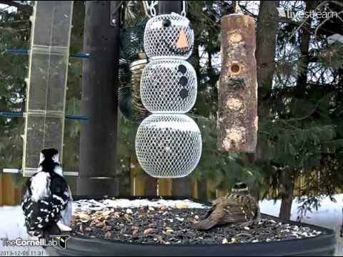 12062013_1131AM_Ontario Feeder Cam_Feeder Drama