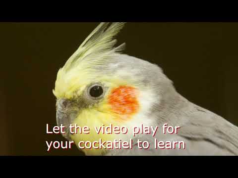 Bird Whistle Training - Cockatiel Trainig Sound - Pink Panther
