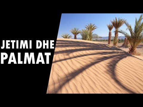 Jetimi, palma dhe shperblimi ne boten tjeter - Ngjarje emocionuese