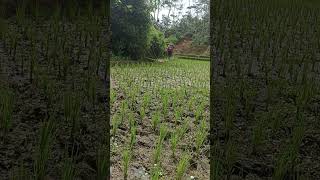Download lagu syukuri apa yang telah di hendaki sang pencipta..🙏 mp3 Download lagu syukuri apa yang telah di hendaki sang pencipta..🙏 mp3