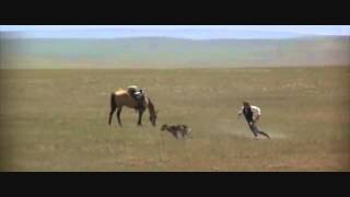 Dances with Wolves - Two Socks at Play