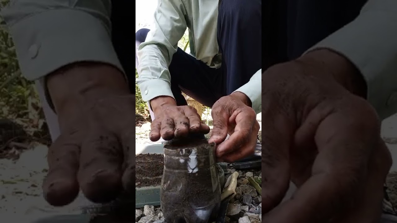 Como propagar árbol de rosa, príncipe negro por esqueje.