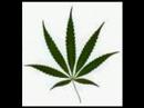 Cannabis. Growing Marijuana In My Yard. 
