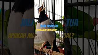 Download lagu Suara Jalak Suren Gacor Unik #jalaksurengacor #starlingbird #jalaksurenisian #asmr mp3
