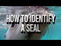 How To Identify A Seal