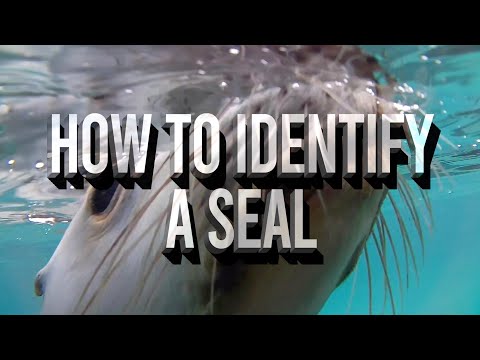 Everyone Always Mixes Up Seals With Sea Lions. Here's How You'll Never Make That Mistake Again