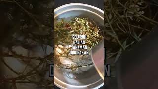 Download lagu MANFAAT TANAMAN PUTRI MALU || #alami #desa #liar #sehat #alam #tips #herbal mp3 Download lagu MANFAAT TANAMAN PUTRI MALU || #alami #desa #liar #sehat #alam #tips #herbal mp3