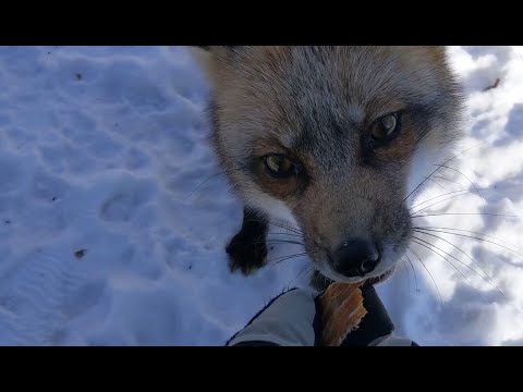 Foxes and Cats LOVE super cold weather!