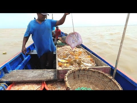 Fish and Shrimp Fishing in the Atlantic Video