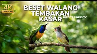 Download lagu 🔴 Live Masteran Beset Walang Kecek Cucak Jenggot Mewah vs Cucak Cungkok Super Gacor Full Isian Tajam mp3