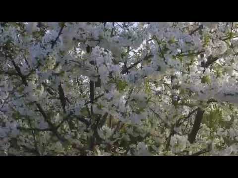 sleeping music with flowers