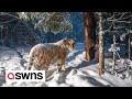 Endangered Amur tiger captured in a stunning camera trap picture | SWNS