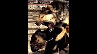 Stop a Dog Fight Instantly - 