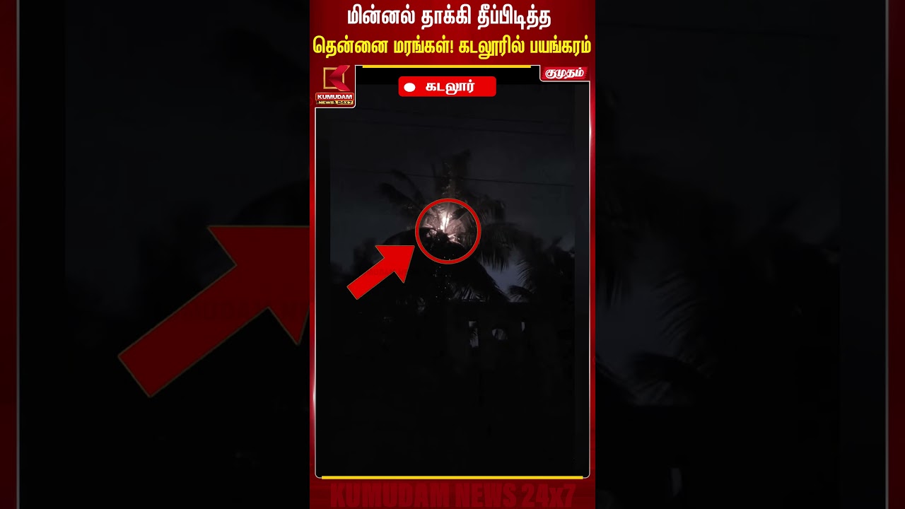 மின்னல் தாக்கி தீப்பிடித்த தென்னை மரங்கள்! கடலூரில் பயங்கரம் Cuddalore | Kumudam #shorts