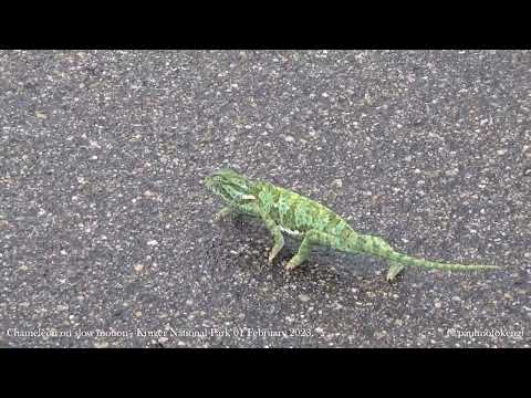 Kruger National Park 01 February 2023 - Chameleon on slow motion