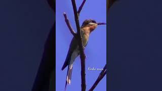 Download lagu suara burung kirik kirik senja di alam liar, #short#viral mp3