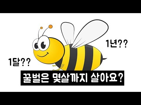 , title : '꿀벌의 일생 l 꿀벌은 몇 살까지 살까요??'