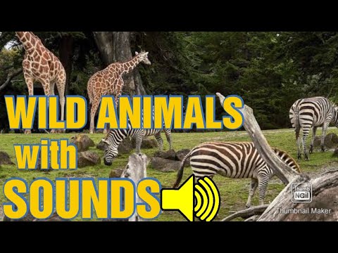Learn Wild Animals With Sounds | Kids Easy Learning & Identification | Wild Animals Sounds