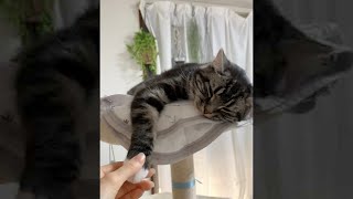 #Shorts 気分によっては即終了する猫の握手会 足長マンチカン まる Munchkin cat