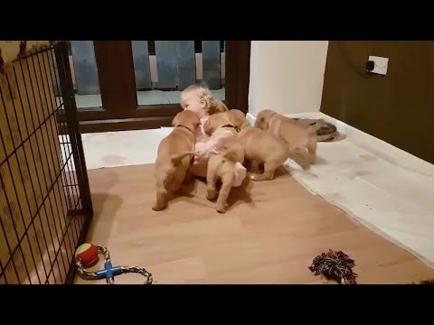 Милота дня: малышка и семеро щенков