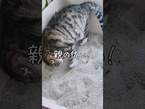 猫にとって最適なトイレとは何でしょうか?