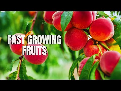 , title : 'Fast Growing Fruits To Plant'