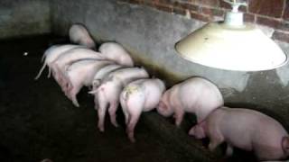 preview picture of video 'Piglets in Lychee Farm'