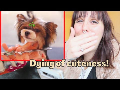 dog groomer reacts to cute dog haircuts