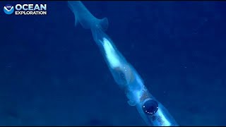 Okeanos Explorer - Nov 05 Florida, Blake Plateau Sinkhole!