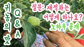 [귀농의 맛 Q&A] 질문: 사과 재적과는 어떻게 하나요? 노하우가 있나요?