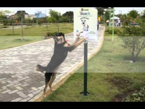 CHARLIE( Whisky David)  Legendado