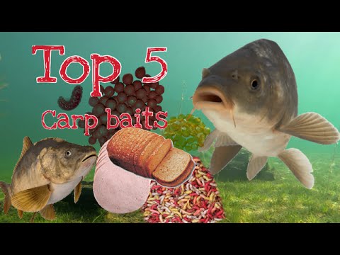 Top 5 Carp Baits