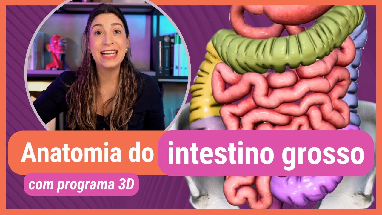 ANATOMIA DO INTESTINO GROSSO! Com programa 3D